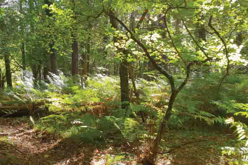 Irish forest similar to that experienced in Mesolithic Ireland