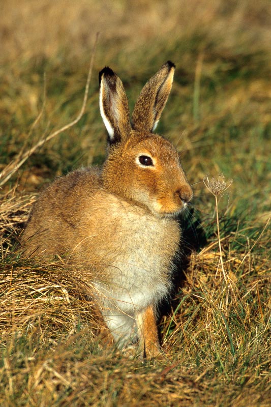Irish Hare on the Curragh (image courtesy of County Kildare Heritage Office)