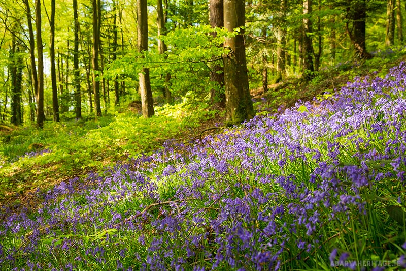 Bluebells at Orange Hill Wood Tipperary