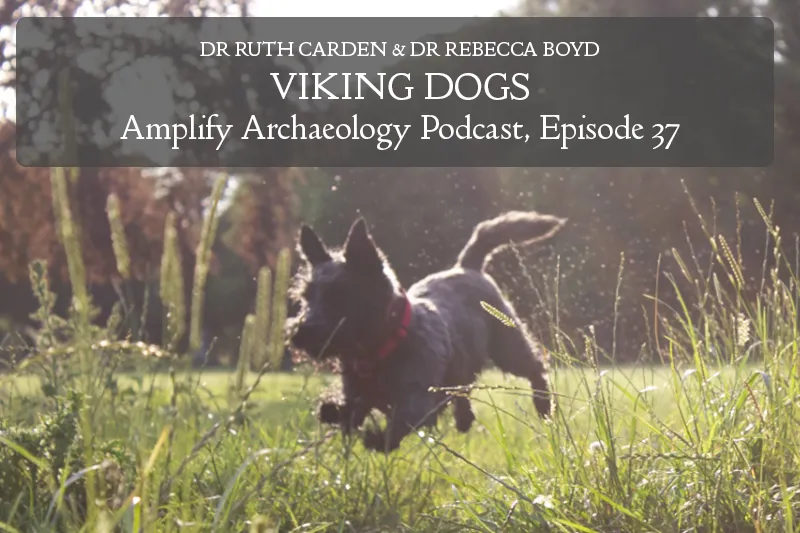 Viking Dogs Archaeology Project Amplify Archaeology Podcast